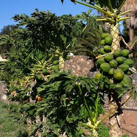 Finca Arbequina Pájara Zewnętrze zdjęcie