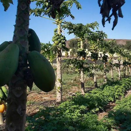 Finca Arbequina Pájara Zewnętrze zdjęcie