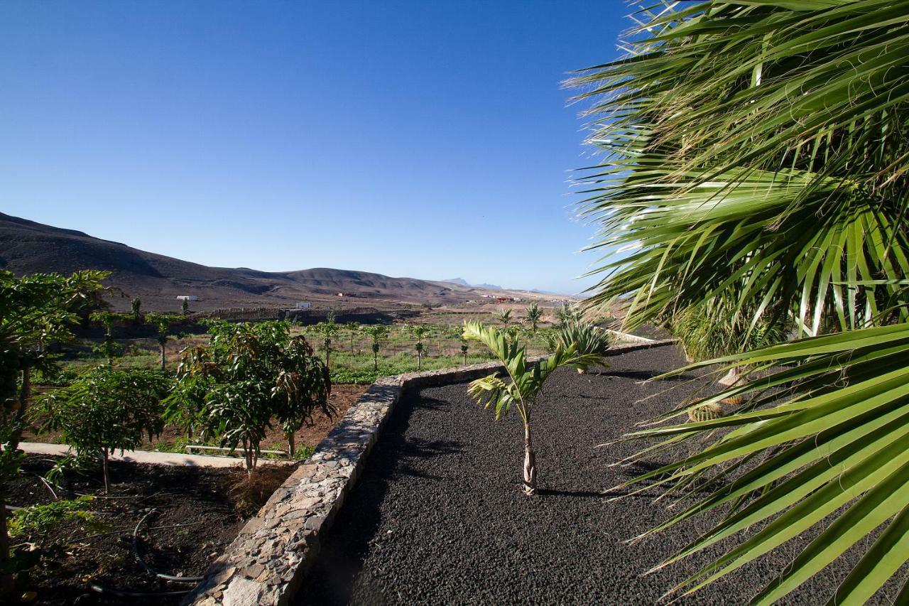 Arbequina Pajara (Fuerteventura)