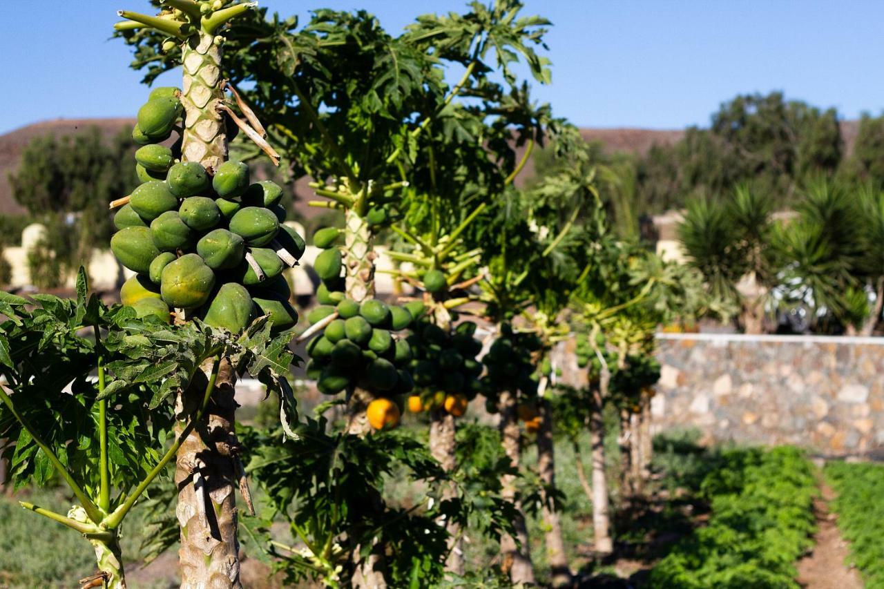 Arbequina * Pajara (Fuerteventura)