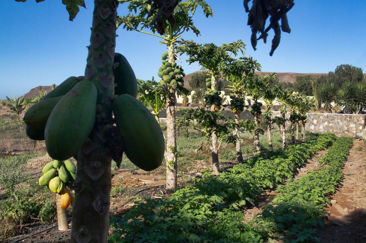 Arbequina *